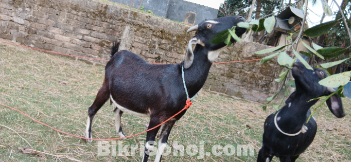 ব্লাকবেঙ্গল ছাগল ৩টা